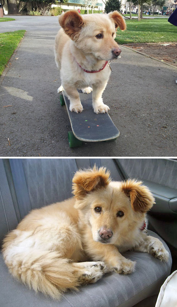 corgi-mix-cross-breeds-2-591b02bbf338f__605