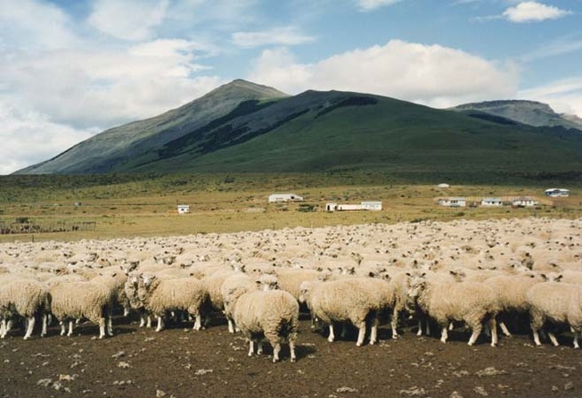 probus-nz-sheep-farming