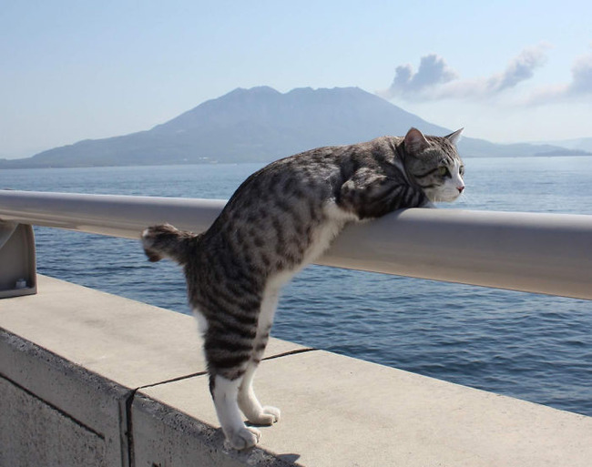photogenic-cat-noraneko-nyankichi-japan-16-5acdb86a9631f__700