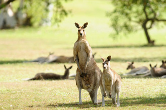 easterngreykangaroo