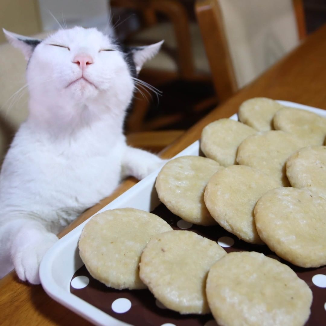 食べ物にご満悦すぎる日本の猫 海外でかわいいと話題に 海外の万国反応記＠海外の反応