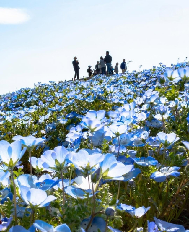 japan-is-currently-home-to-a-hil(3)