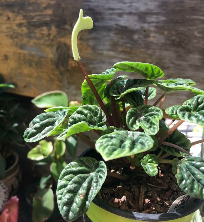 64edf5cb2175e_interesting-unusual-plants