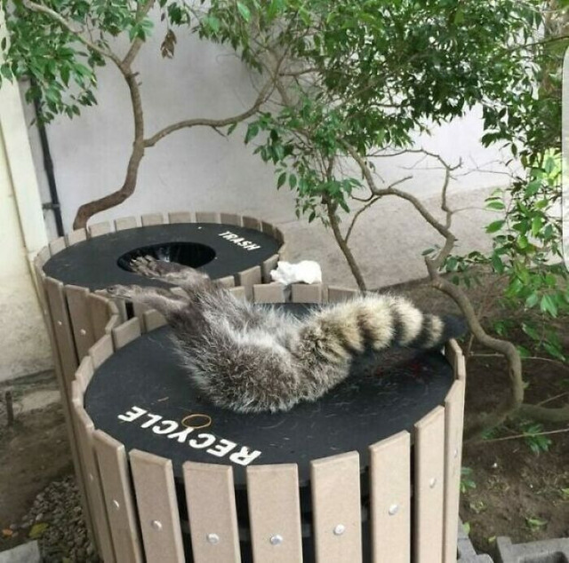 funny-times-animals-got-trapped