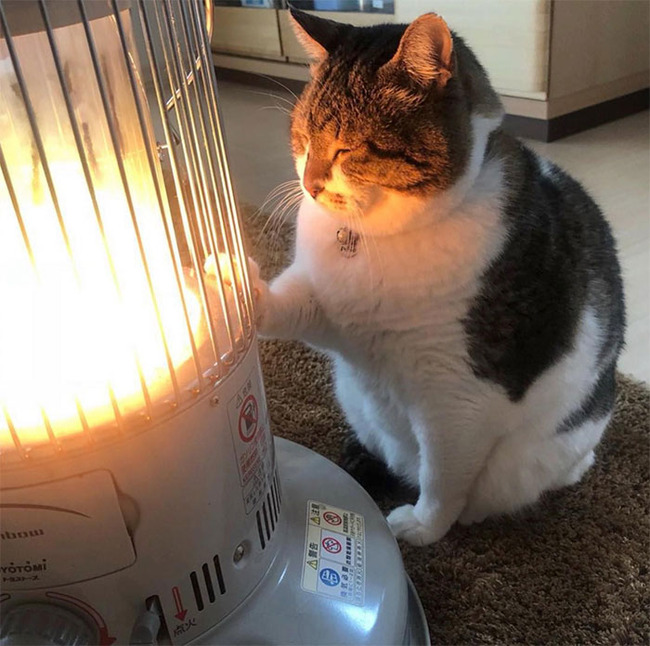 funny-pics-cats-with-powerful-auras-16-62a5bdf9409cf__700