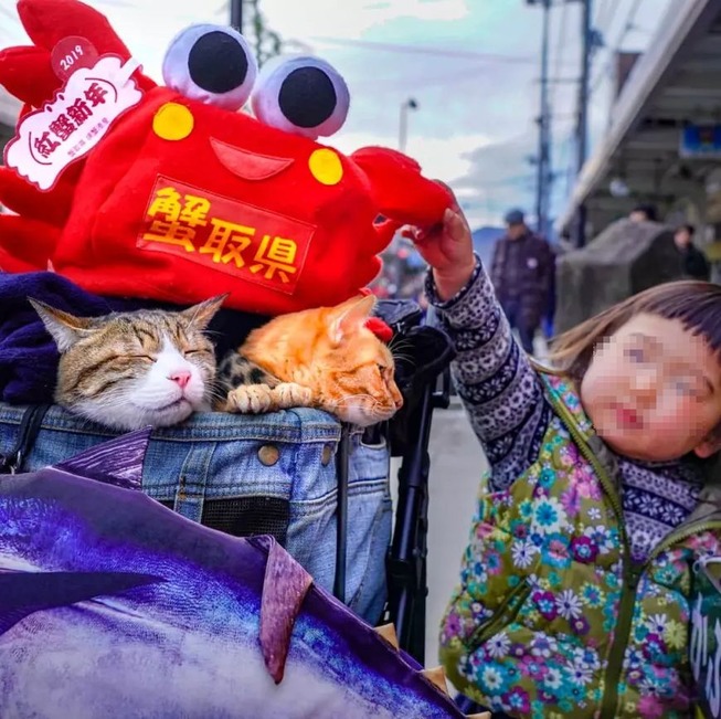 traveling-cats-japan