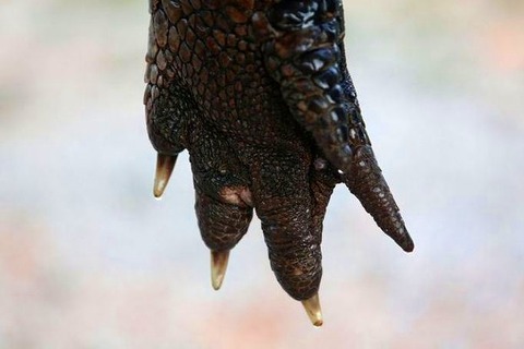 a2014-8-19gator7
