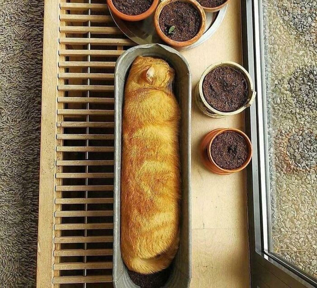 68fb2f858784b_container-gardenin