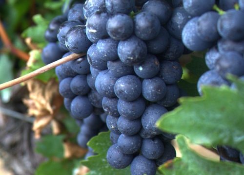 Grapes