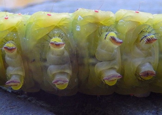 caterpillar-feet-21-5ef0a166a2899__700