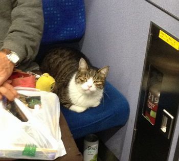 Cat_in_Train2