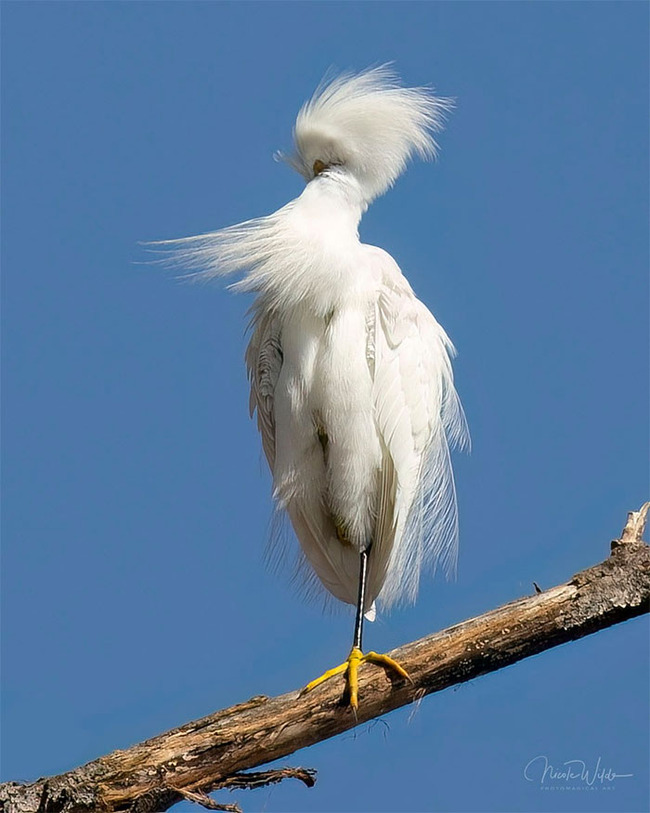 funny-candid-bird-photography-63468c6d51598__700