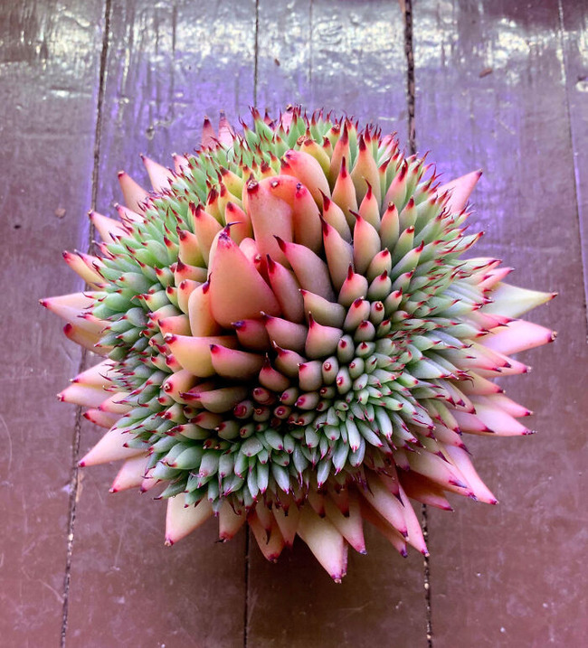 65cc5d6161c9c_interesting-plant-fasciation-examples