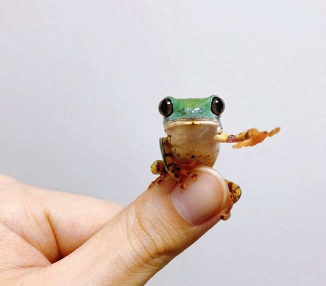 cute-tiny-finger-animals-13-5f84576373263__700