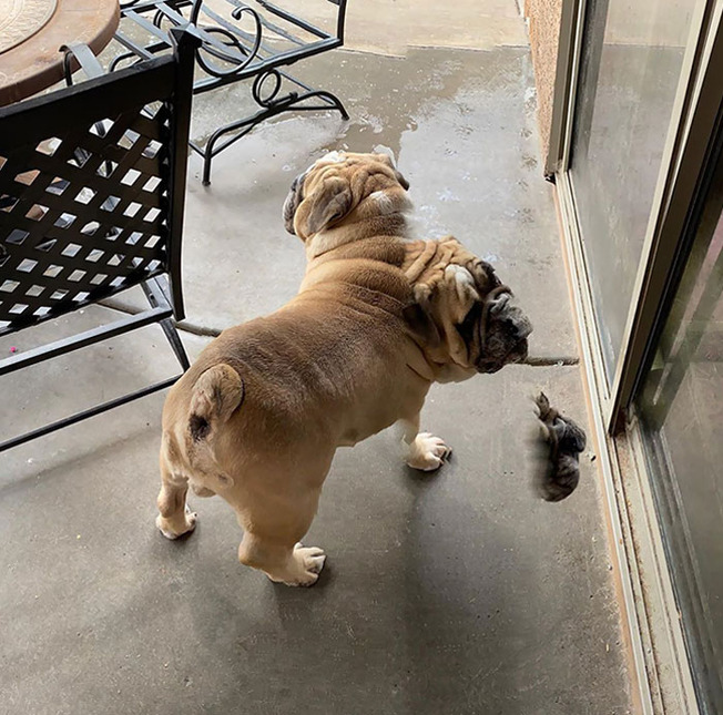 funny-panorama-fails-animals-309-5f523c8f3db1a__700