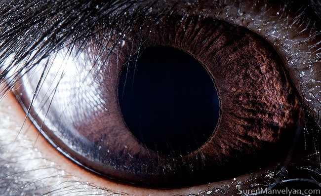 animal-eyes-photography-suren-manvelyan-39-5f4e194b4e853__700