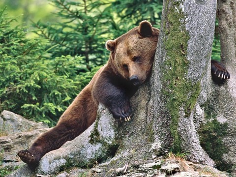 04a-russian-bear