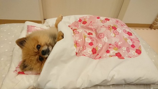 131258896_10161195973596840_5224403507786351196_n