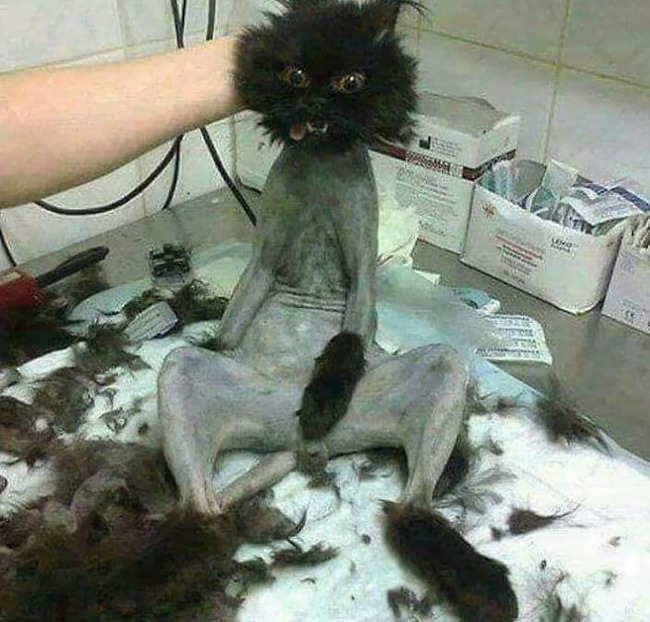 bad-animal-haircuts-25-6271134b6849a__700