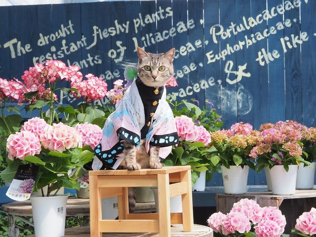 cats-anime-costumes-yagyouneko-japan-5f48c4aeb019f__700