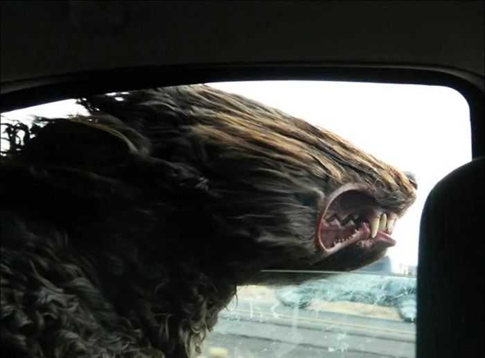 外国人 車に乗ってる時のウチの犬が面白すぎるんだけど ２ch トピックス 速報まとめたよ