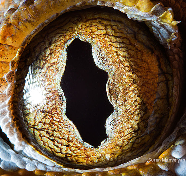 animal-eyes-photography-suren-manvelyan-9-5f4e18ec330ca__700