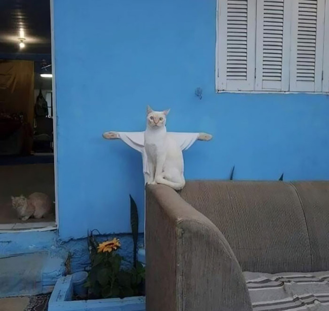 religion-related-cat-pics-4-6645d061eef9d__700