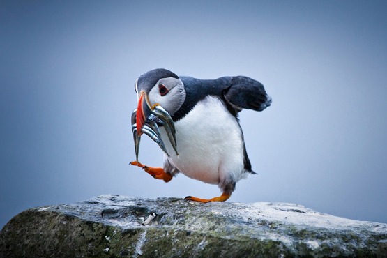 Puffin_FaroeIslandTouristBoard
