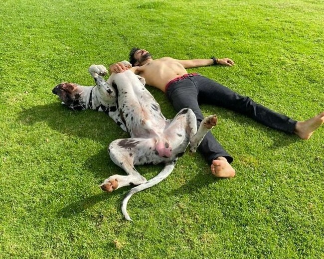 63ff710ec9e37_funny-dogs-great-danes-pics