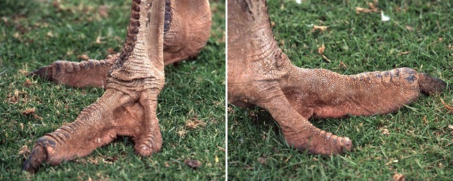 unique-animal-paws-17-66178f96a1b2e__700