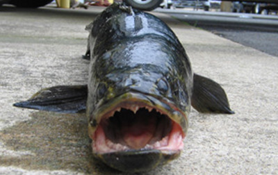 fish