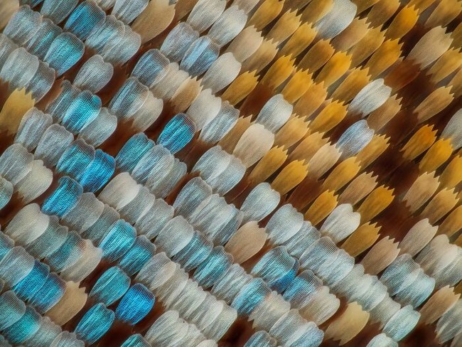 Nikon-Small-World-Microphotography-2022-Winners-Announced