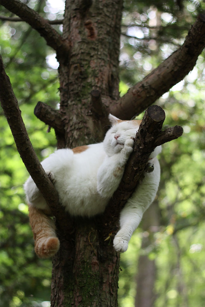 sleeping-cats-in-trees-500-5f119668df0f9__700