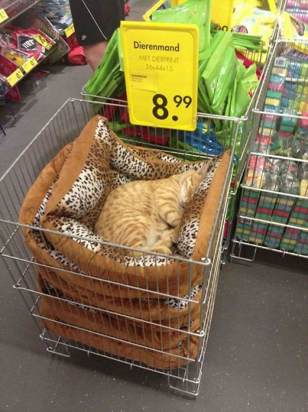 sleeping-cat-1-5e678679c1980__605