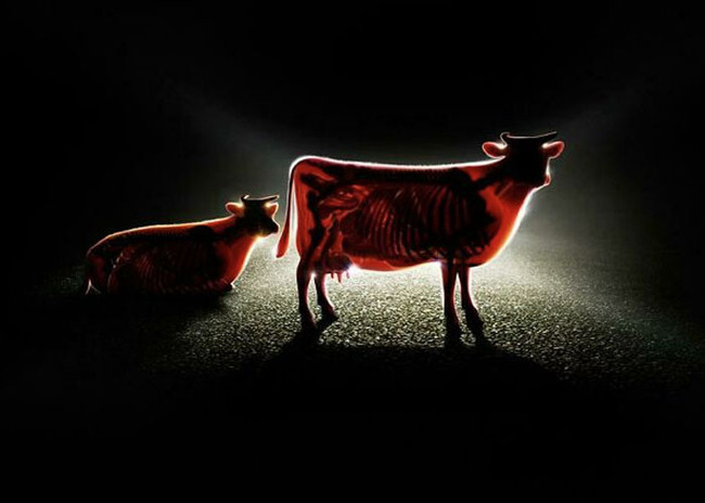 Amazing-Advertisements-22-64de27407d0f0__700