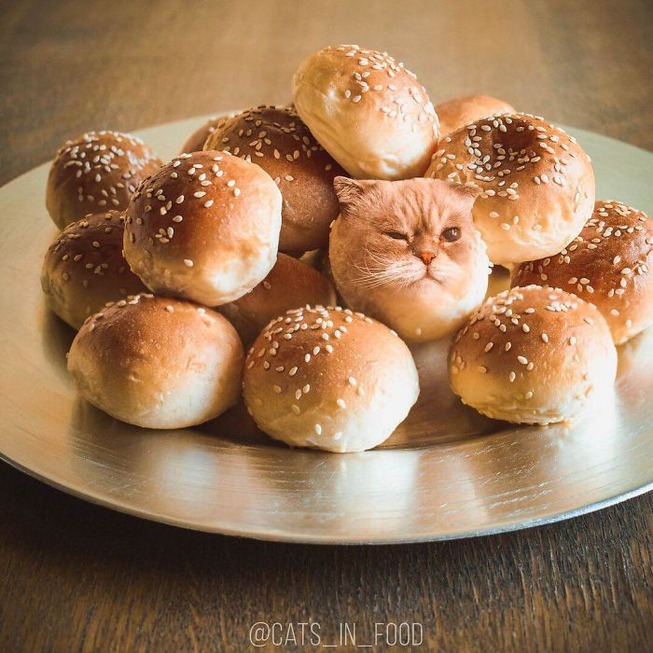 I-photoshop-cats-into-food-5b2b4d465290c__700