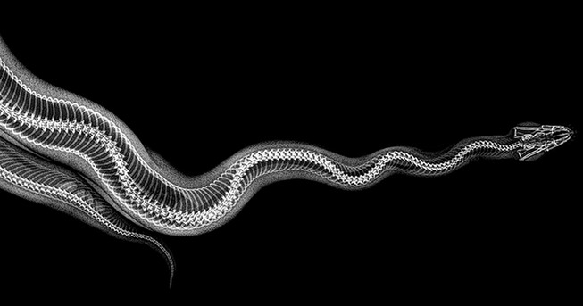 xray-pictures-photos-zoo-animals-oregon-oregonzoo