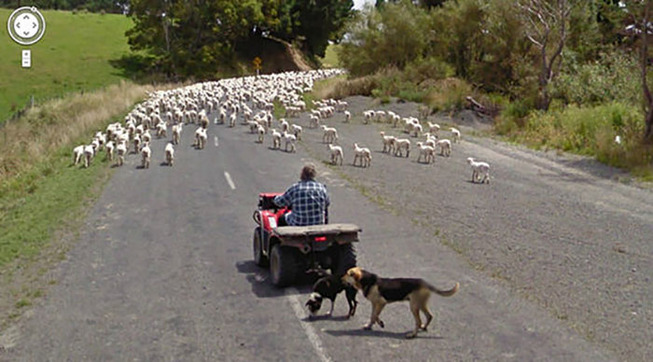 google-street-animals-5d2441d66d434__700