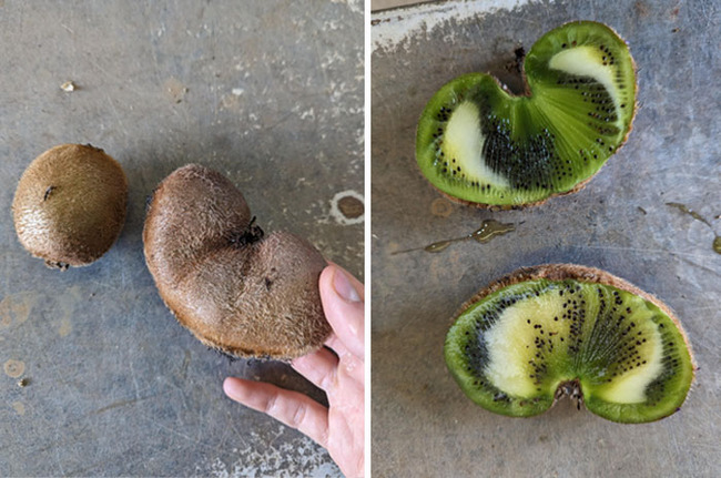 interesting-plant-fasciation-examples-12-65cc96fbde6b8__700