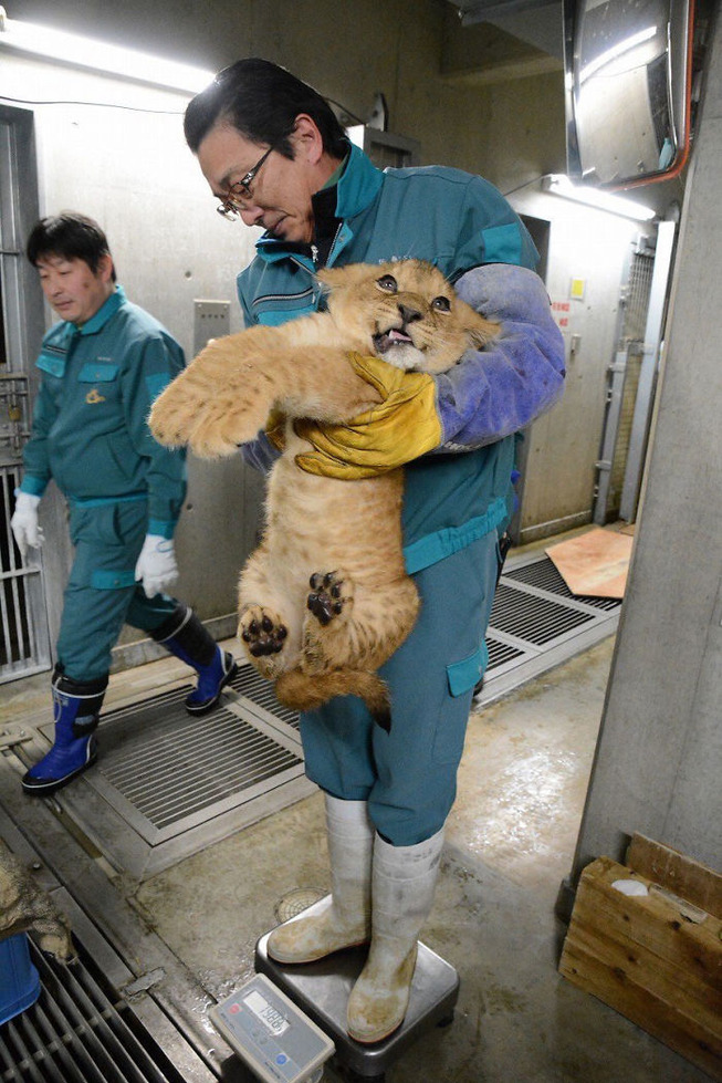 animals-being-weighted-5ee9d5154f809__700