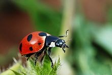 220px-Coccinella_magnifica01