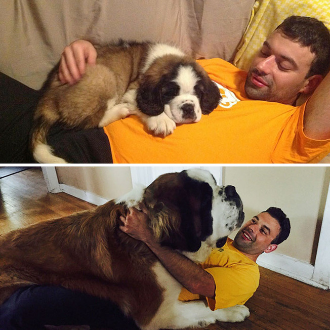 dogs-growing-up-259-600e8f18dd83c__700