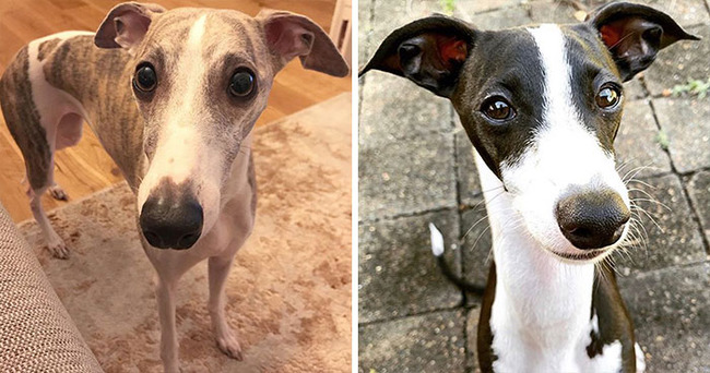 dog-breeds-that-look-similar-5f85aa6483311__700
