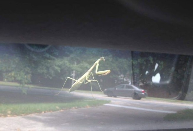 funny-crap-wildlife-photography-22272-5ee0e64c50ae5__700