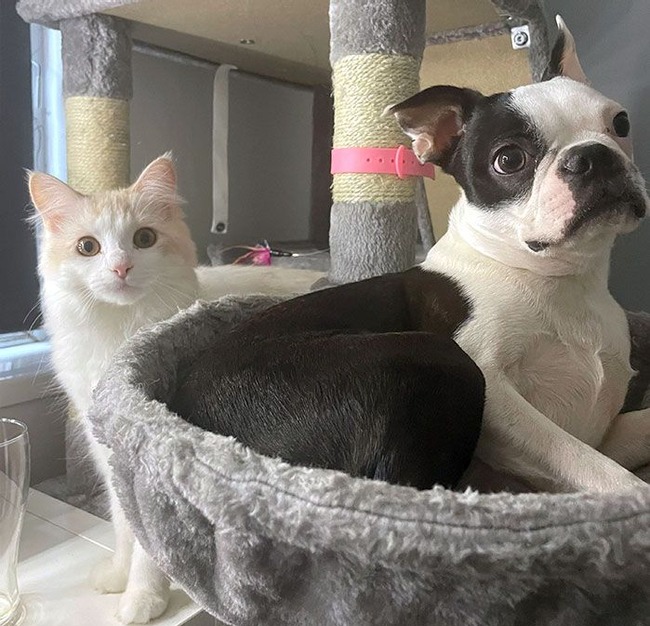 dogs-behaving-like-cats-32-66f2bda934b96__700