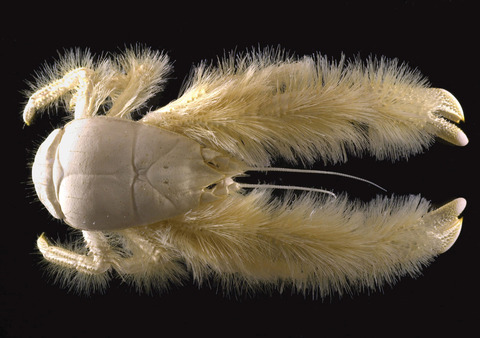 13 - Yeti Crab
