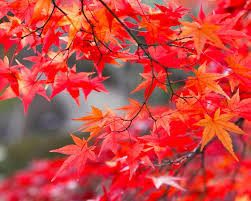 ダウンロード (1)