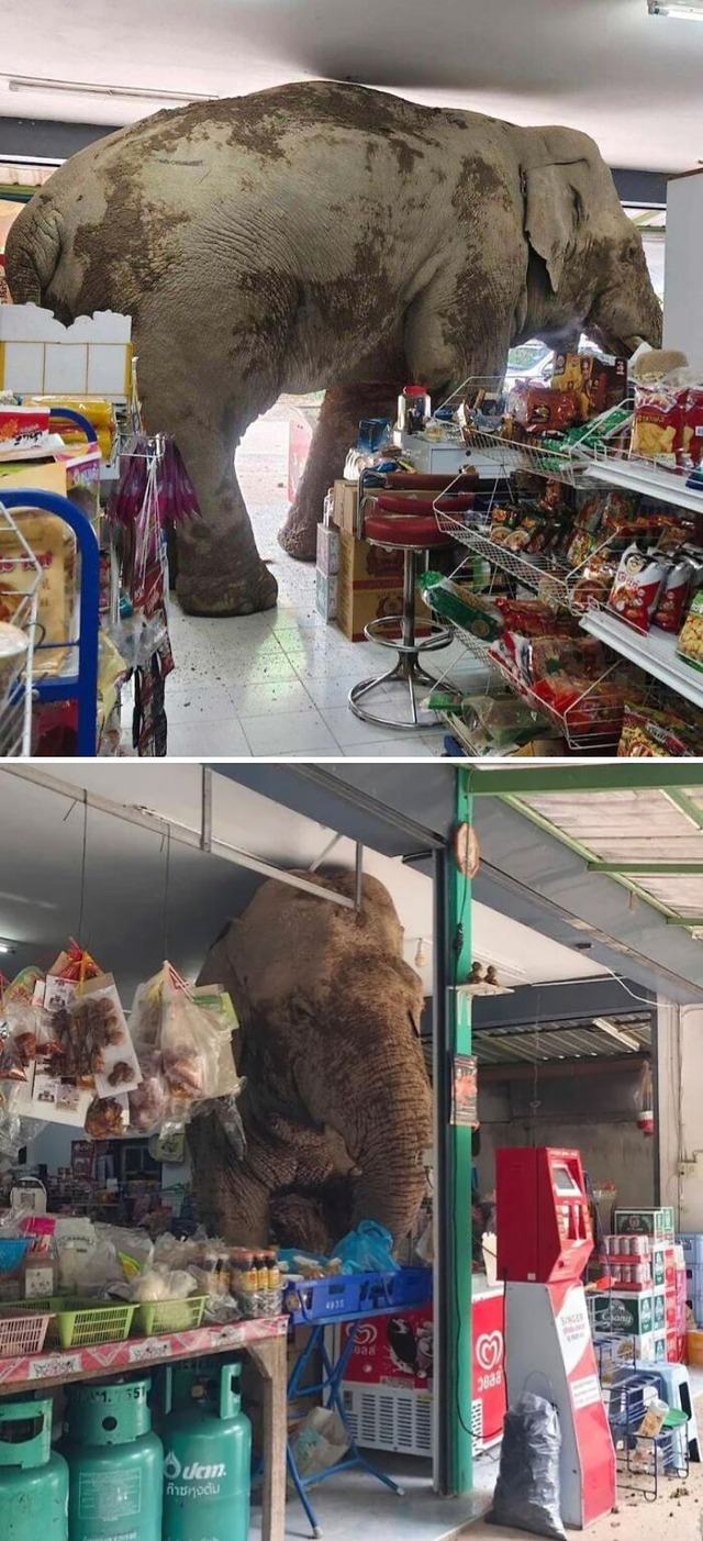 6878eec20952a_hilarious-animal-pics
