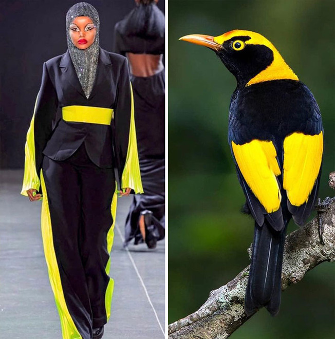 parallels-between-fashion-and-nature