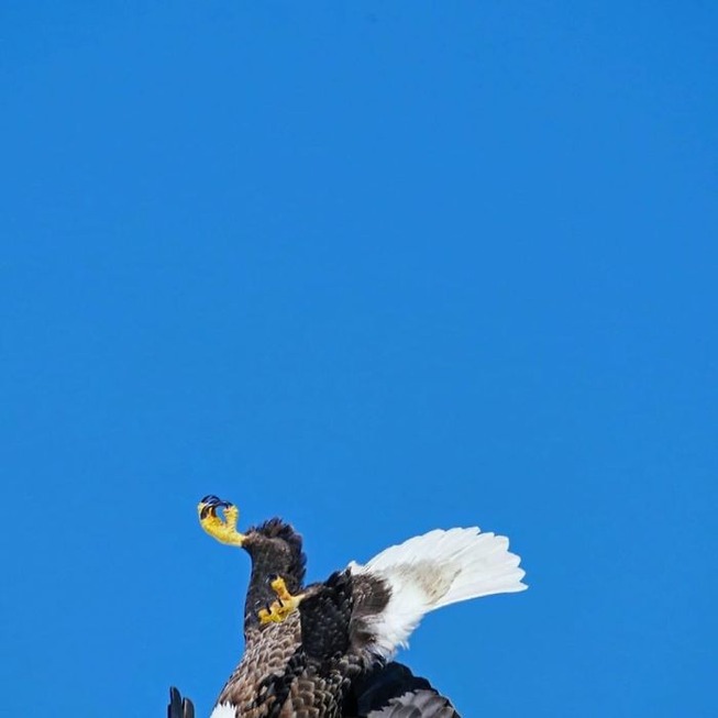 funny-crappy-wildlife-photography-456-5eaac9b34e3b7__700